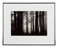 Morning Fog Envelops Giant Redwood Trees