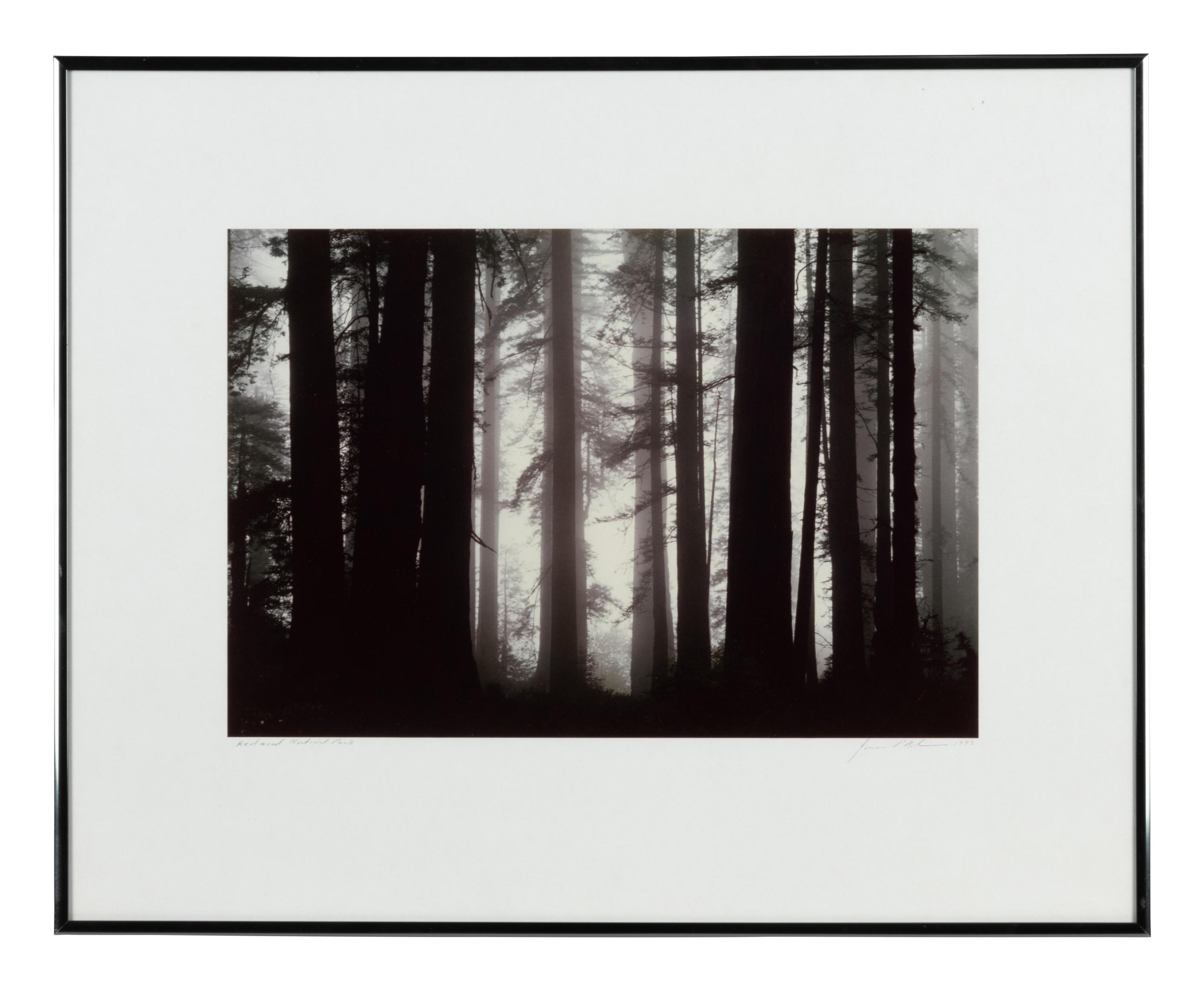 Morning Fog Envelops Giant Redwood Trees