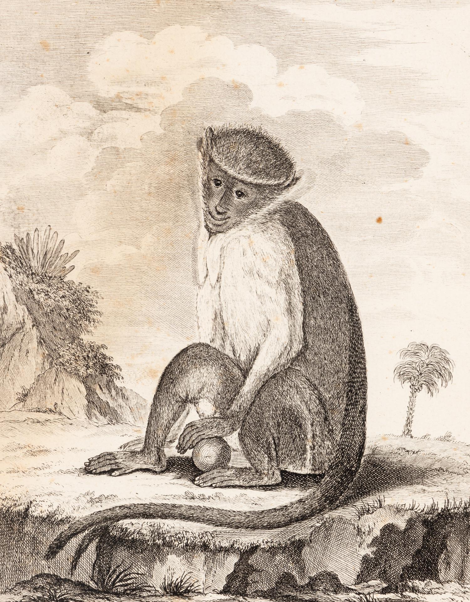 A Collection of Twelve Georges-Louis Leclerc Monkey Engravings from Histoire Naturelle