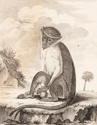 A Collection of Twelve Georges-Louis Leclerc Monkey Engravings from Histoire Naturelle