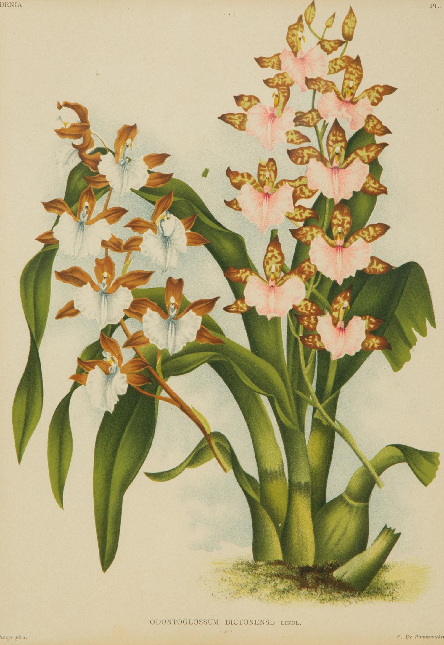 Seven Gilt Framed Botanical Chromolithgraphs After J. Linden and Others — 20TH CENTURY