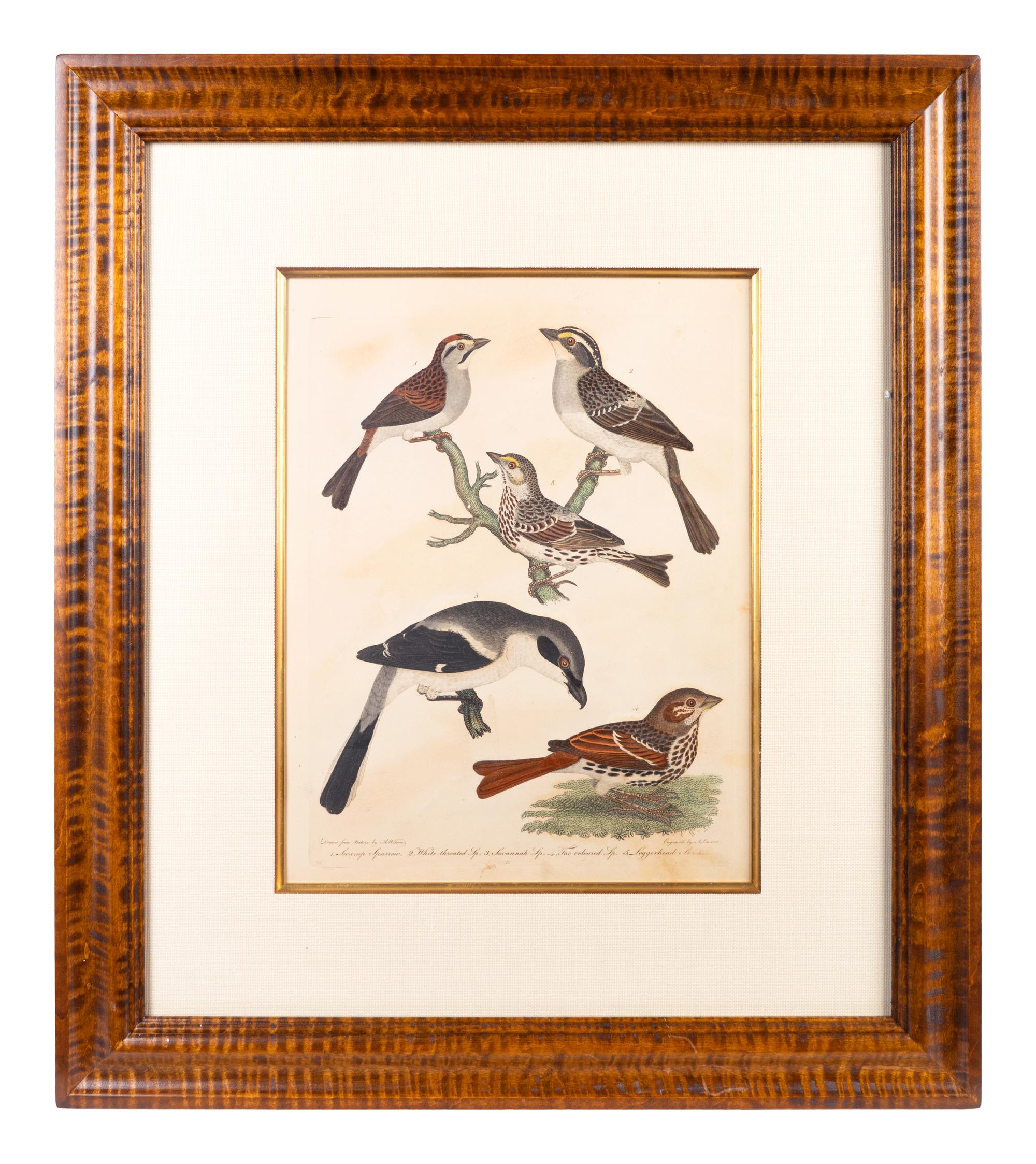 Four Hand-Colored Bird Engravings