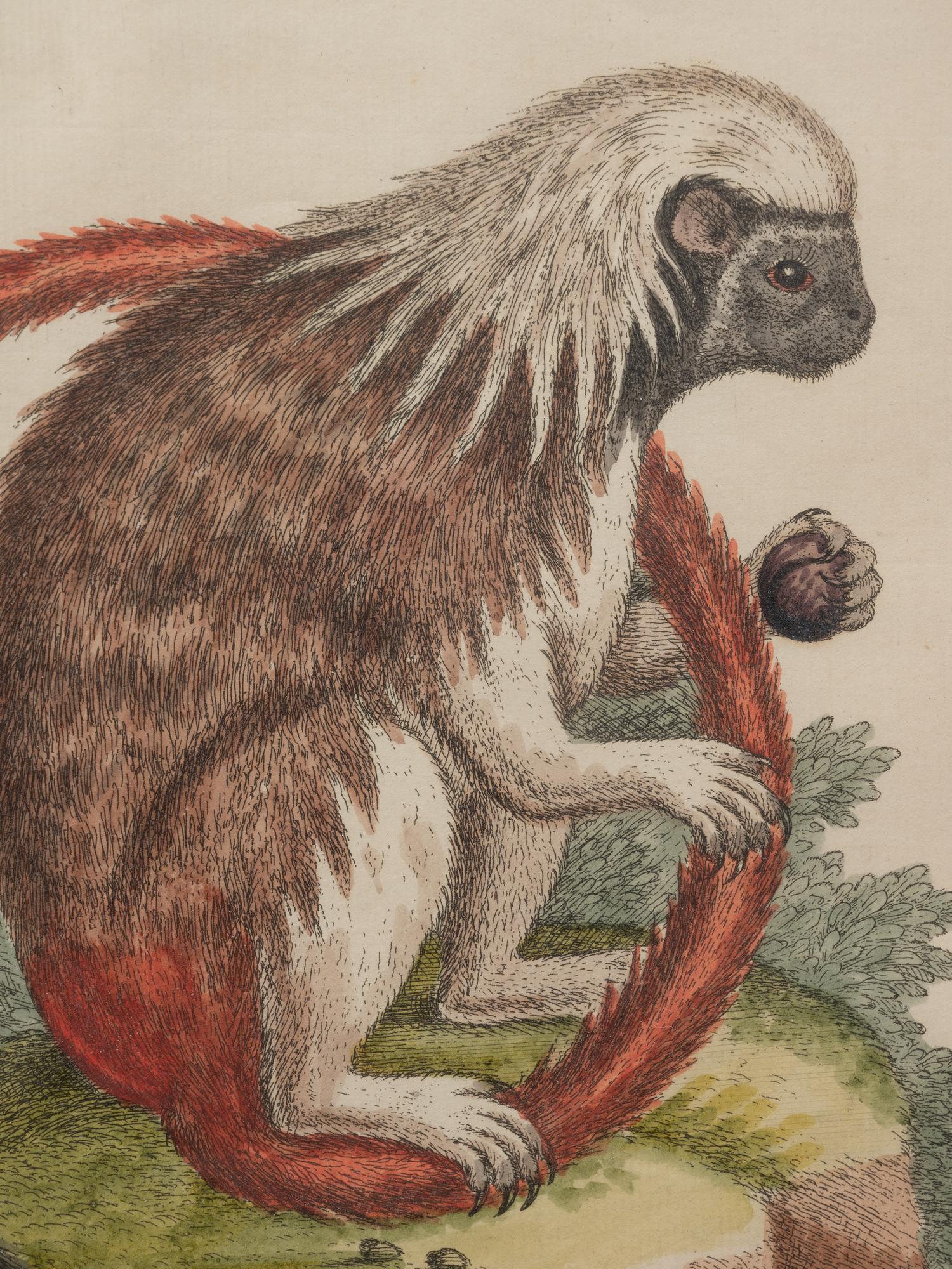 A Group of Six Continental Engravings Depicting Primates (Second Half 19th Century)