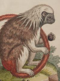 A Group of Six Continental Engravings Depicting Primates (Second Half 19th Century)