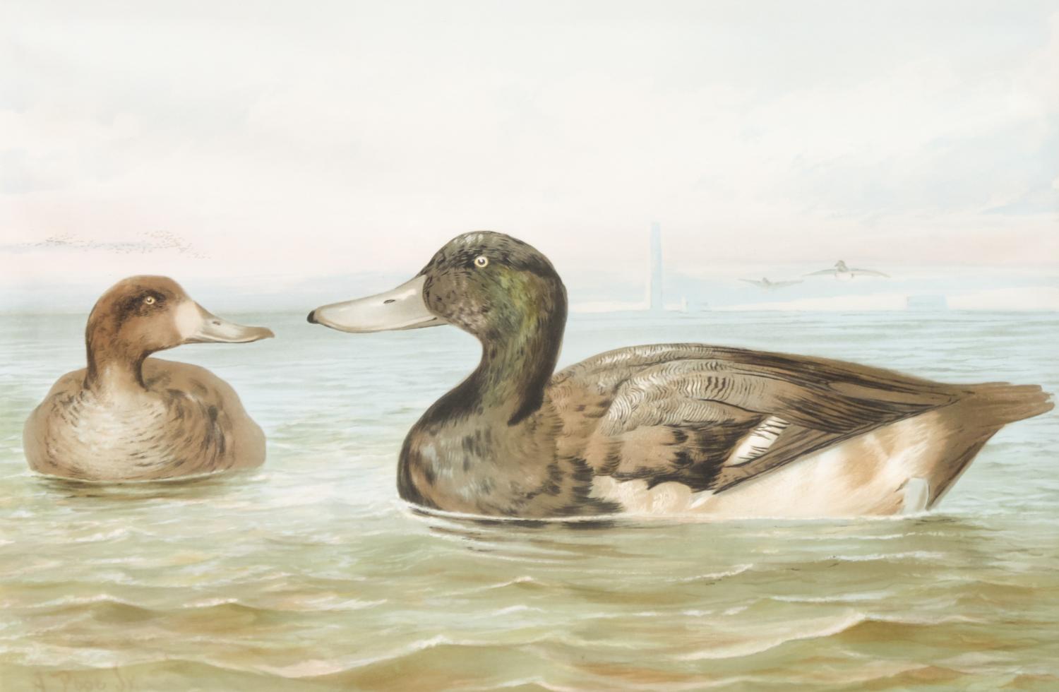 Alexander Pope Jr., (American, 1849-1924), chromolithograph Upland Game Birds and Waterfowl of the United States portfolio of 22 prints