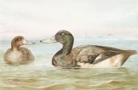 Alexander Pope Jr., (American, 1849-1924), chromolithograph Upland Game Birds and Waterfowl of the United States portfolio of 22 prints