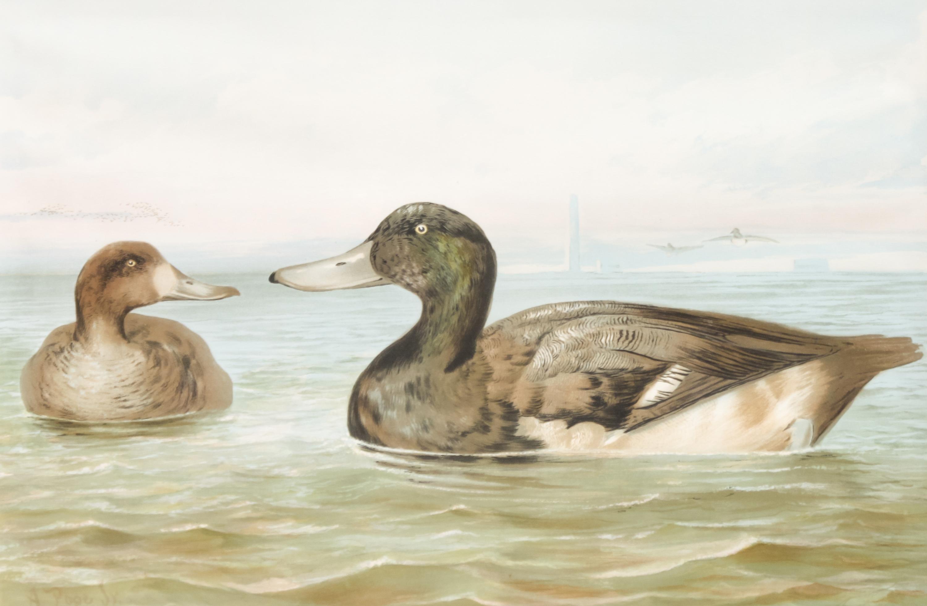 Alexander Pope Jr., (American, 1849-1924), chromolithograph Upland Game Birds and Waterfowl of the United States portfolio of 22 prints
