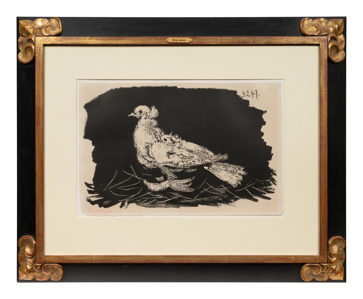 Pigeon Blanc Fond Noir