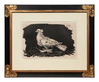 Pigeon Blanc Fond Noir
