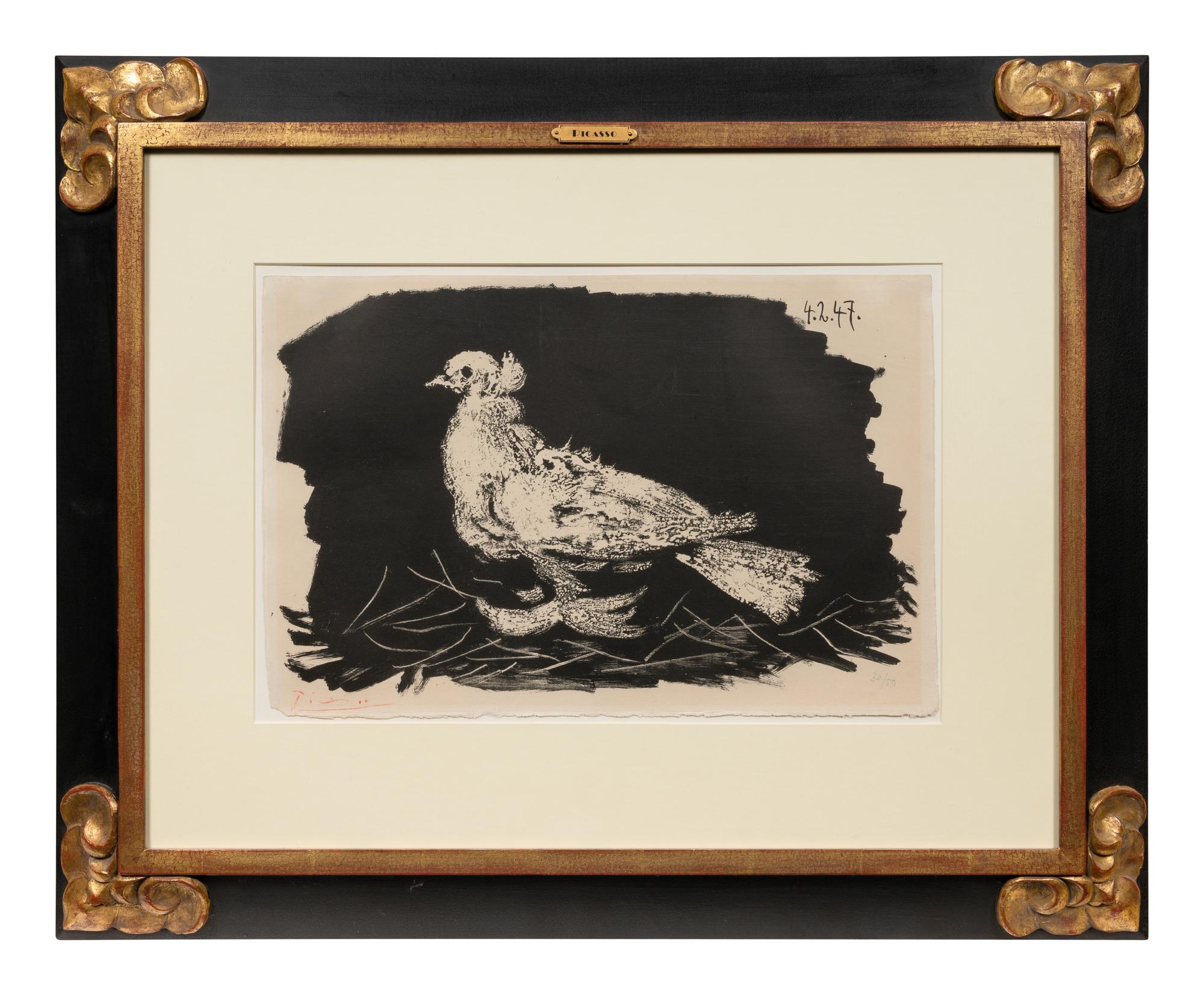 Pigeon Blanc Fond Noir