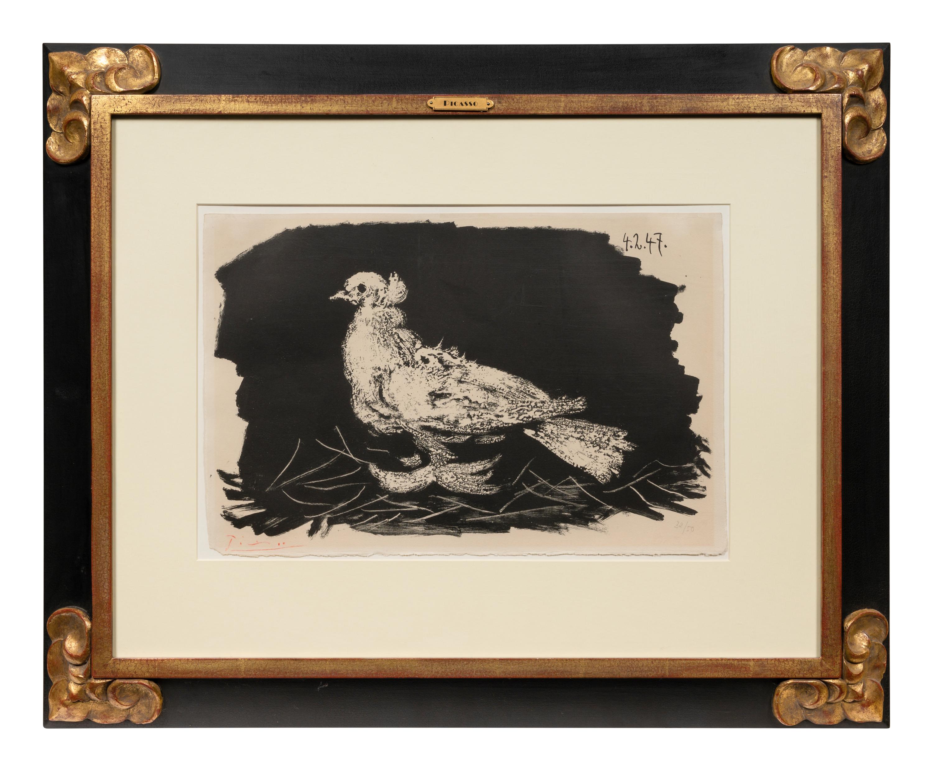 Pigeon Blanc Fond Noir