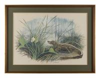Alligator