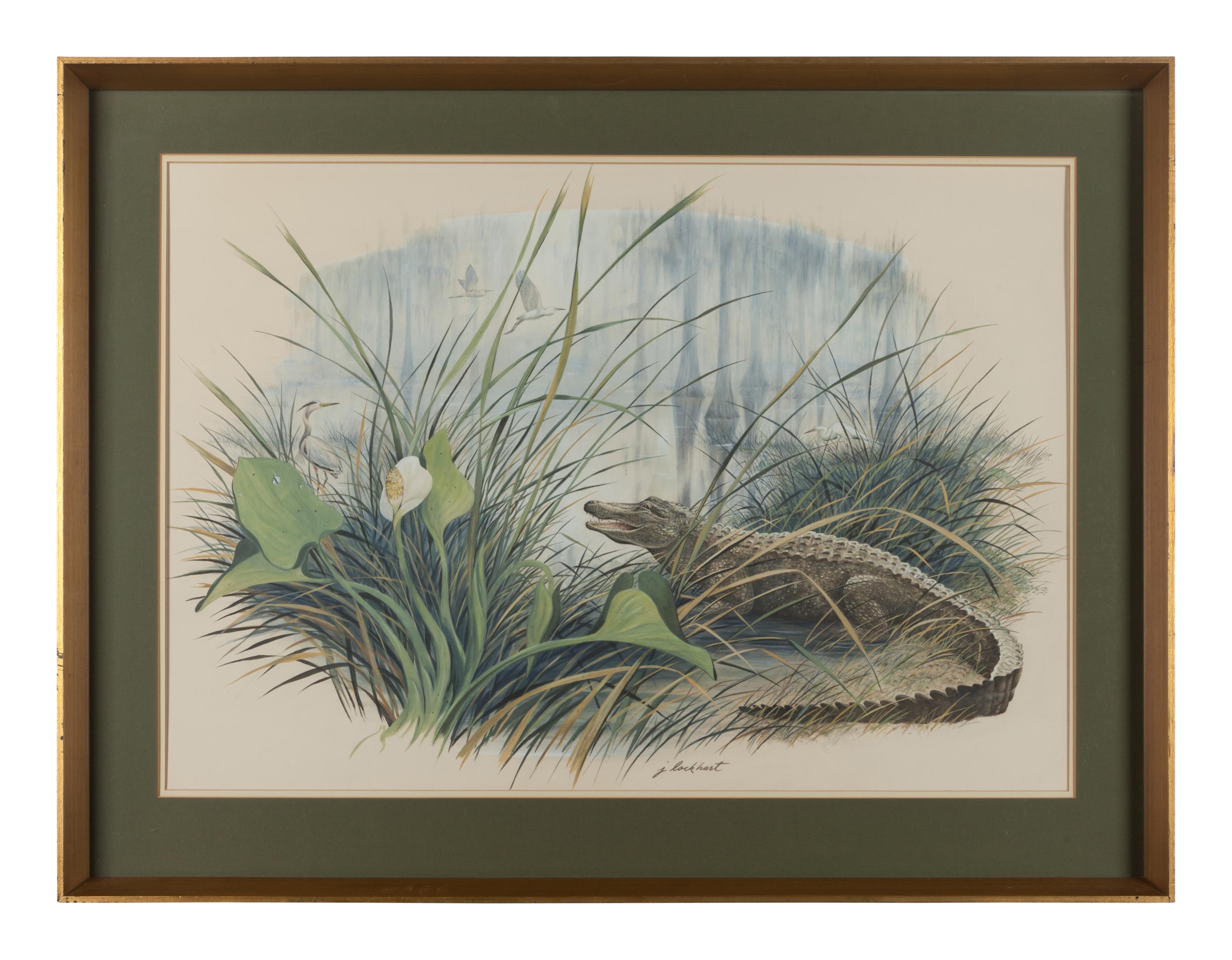 Alligator