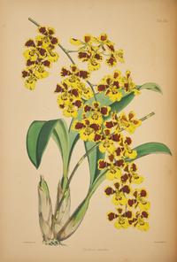 [Natural History] Warner, Robert. Select Orchidaceous Plants