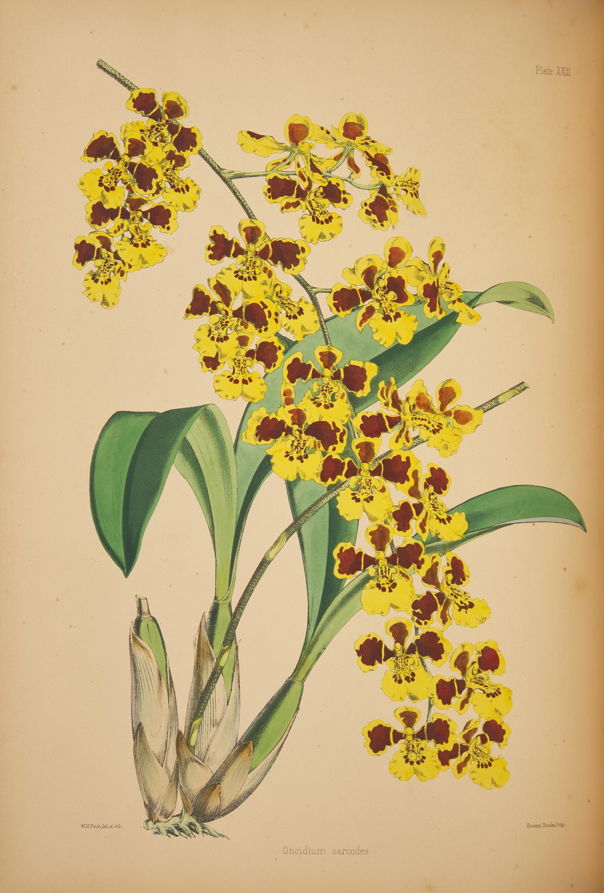 [Natural History] Warner, Robert. Select Orchidaceous Plants