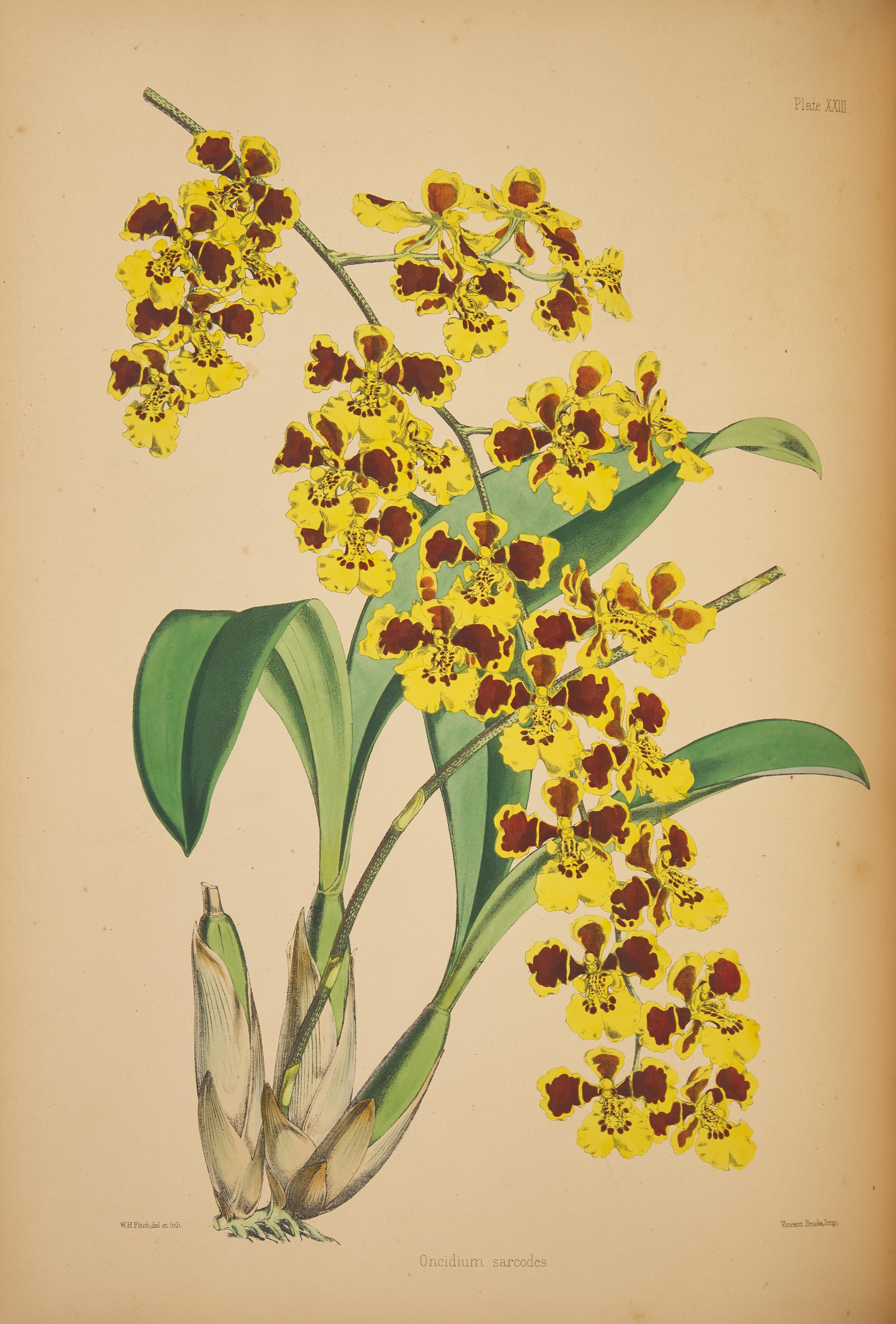[Natural History] Warner, Robert. Select Orchidaceous Plants