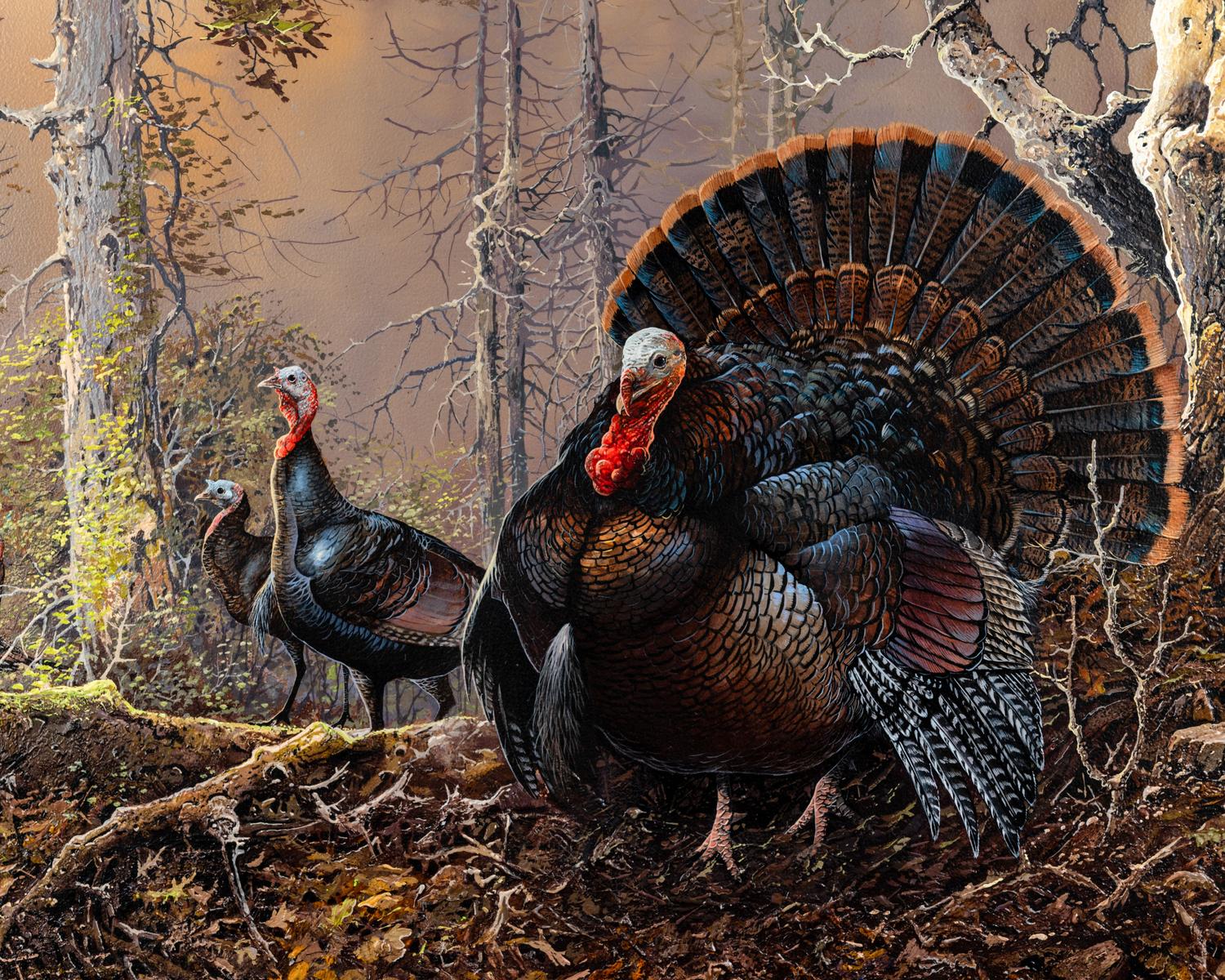 Strutting Gobbler