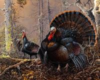 Strutting Gobbler