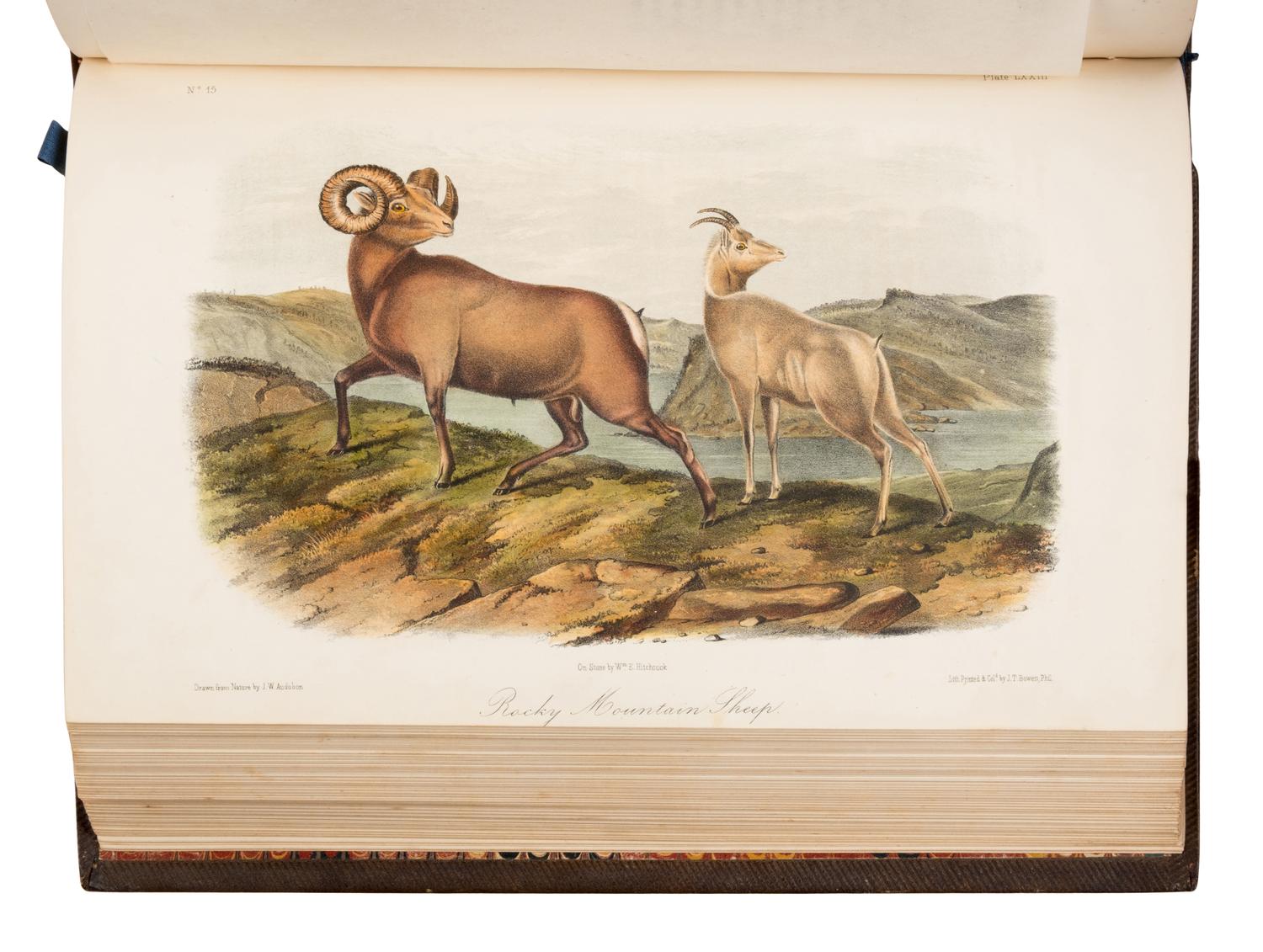 Audubon, John James (1785-1851) and John Bachman (1790-1874). The Quadrupeds of North America . New York: V.G. Audubon, 1849, 1854, 1854.