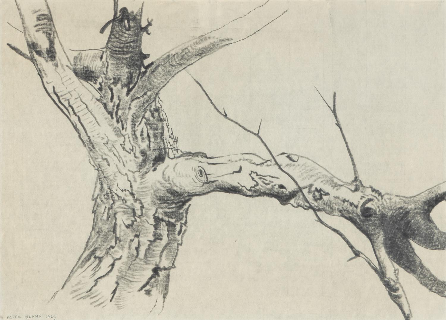 Study for Tree (For Winter #85) , 1963