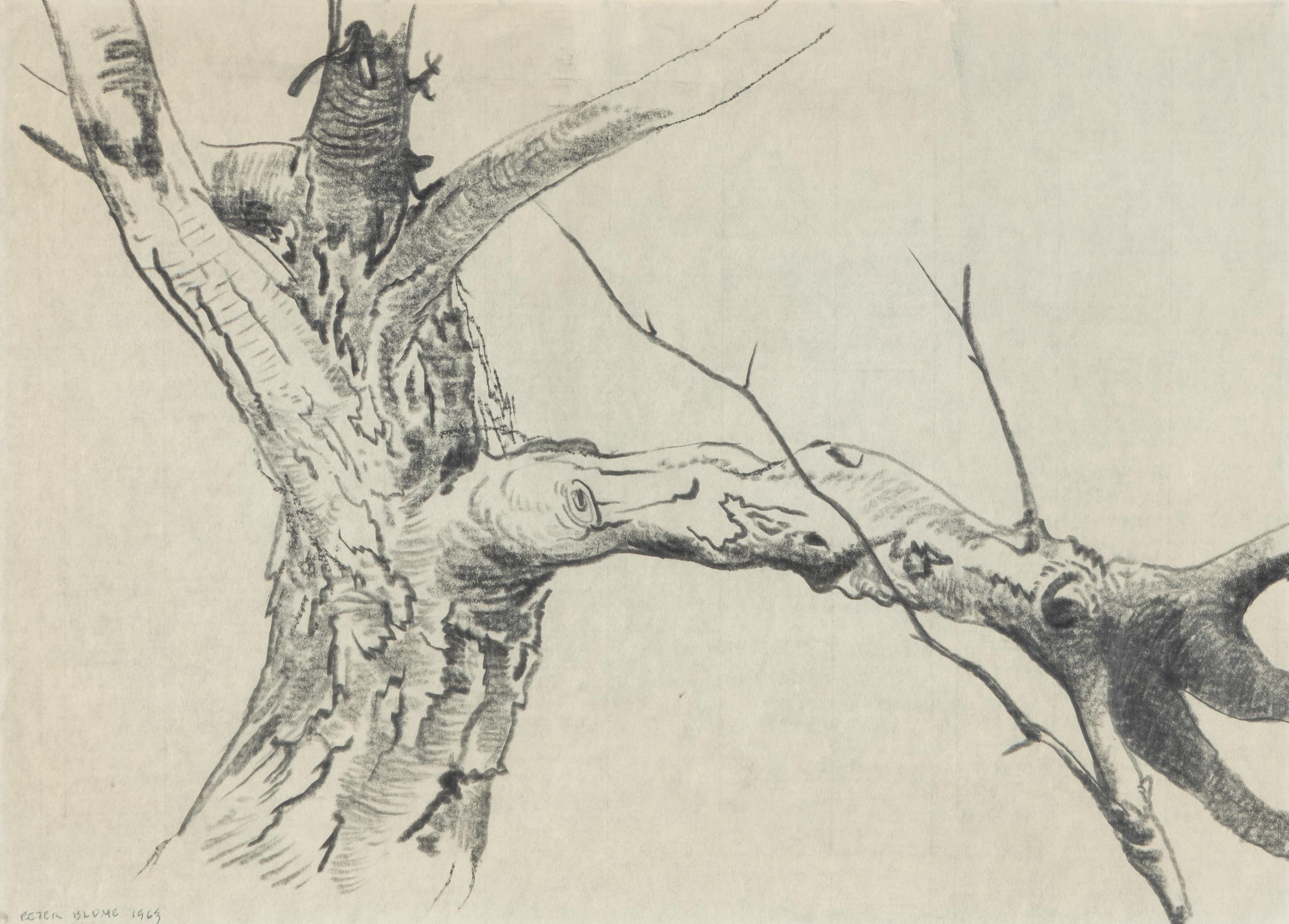 Study for Tree (For Winter #85) , 1963