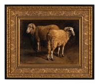 Study of Two Sheep