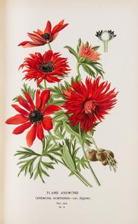 (BOTANY) STEP, EDWARD. Favourite Flowers of Garden and Greenhouse. London and New York, 1896. 4 vols.