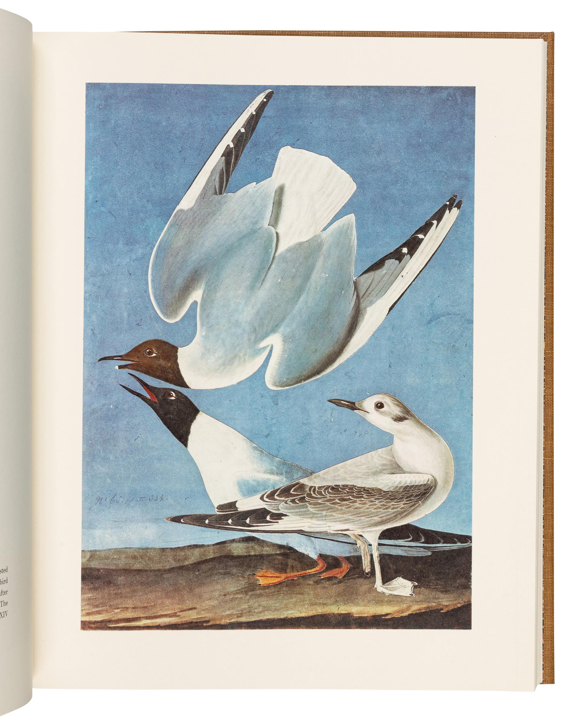 AUDUBON, John James (1785-1851). The Original Water-color Paintings... for The Birds of America . Marshall B. Davidson, introduction. New York: American Heritage Publishing Co., Inc., 1966.