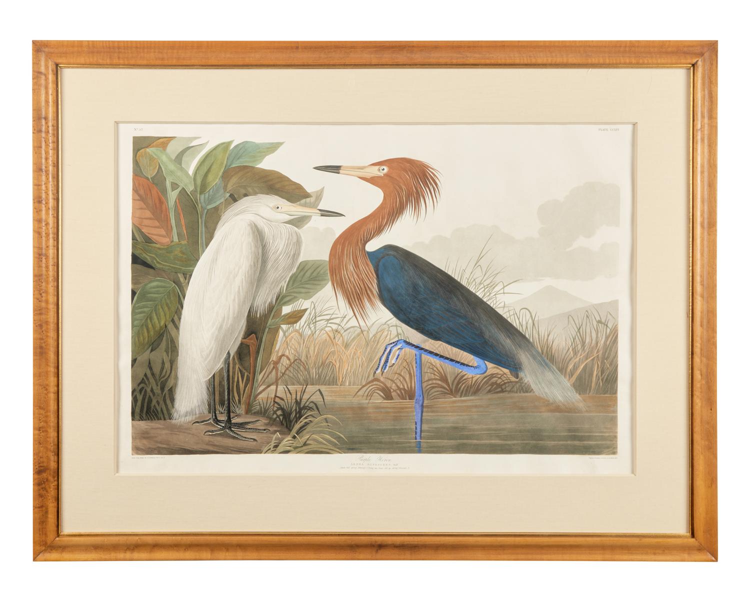 [Prints] Audubon, J(ohn). J(ames). Purple Heron