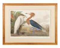 [Prints] Audubon, J(ohn). J(ames). Purple Heron