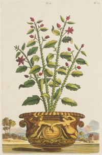A Set of Three Framed Hand-Colored Chromolithographs