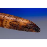 Iñupiat Fossilized Walrus Ivory Toggles