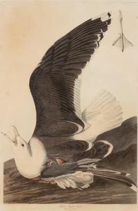 AUDUBON, John James (1785-1851)