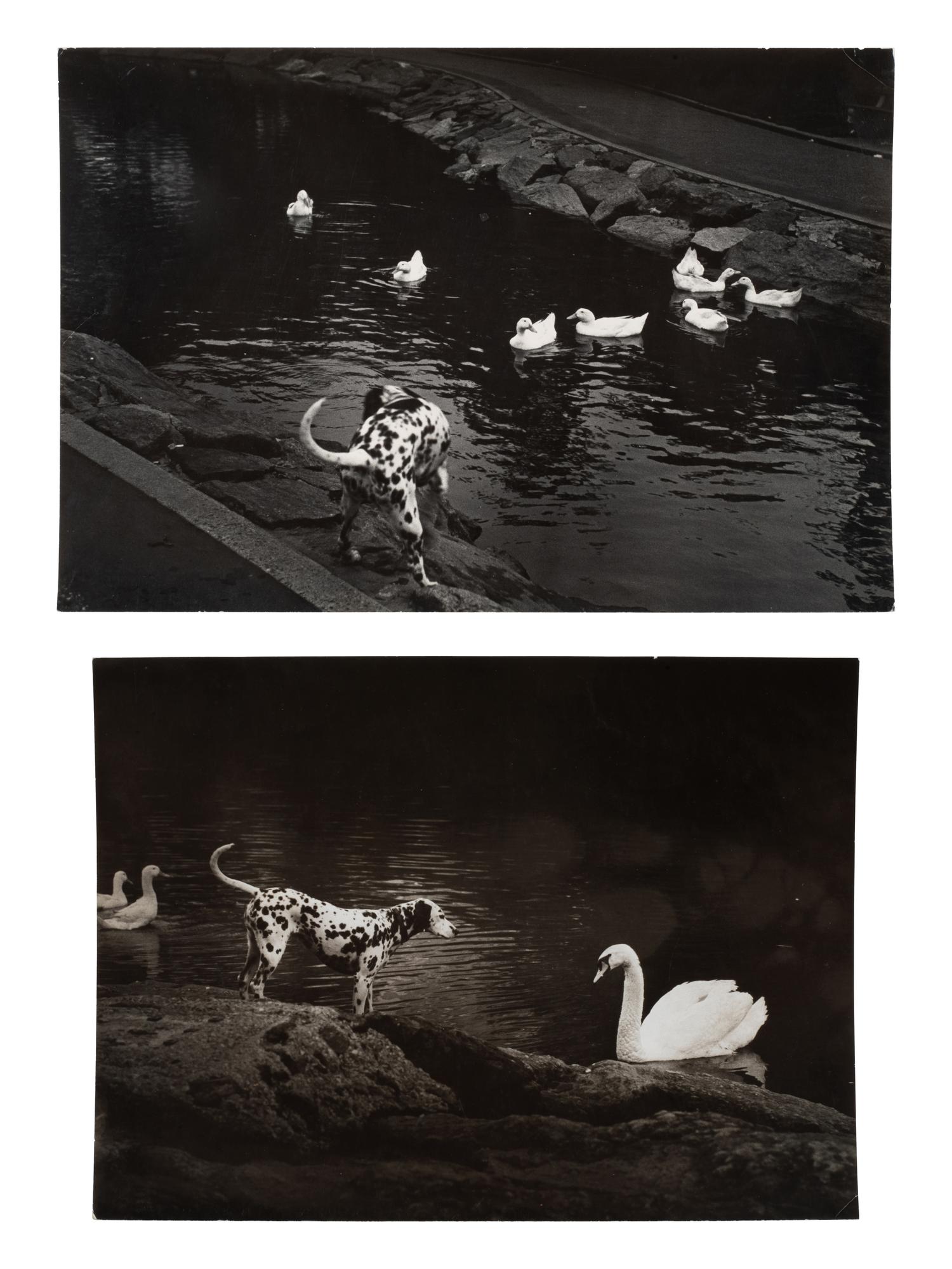 A pair of works depicting a dalmation with a swan and ducks, 1958-65; printed ca. 1958-65