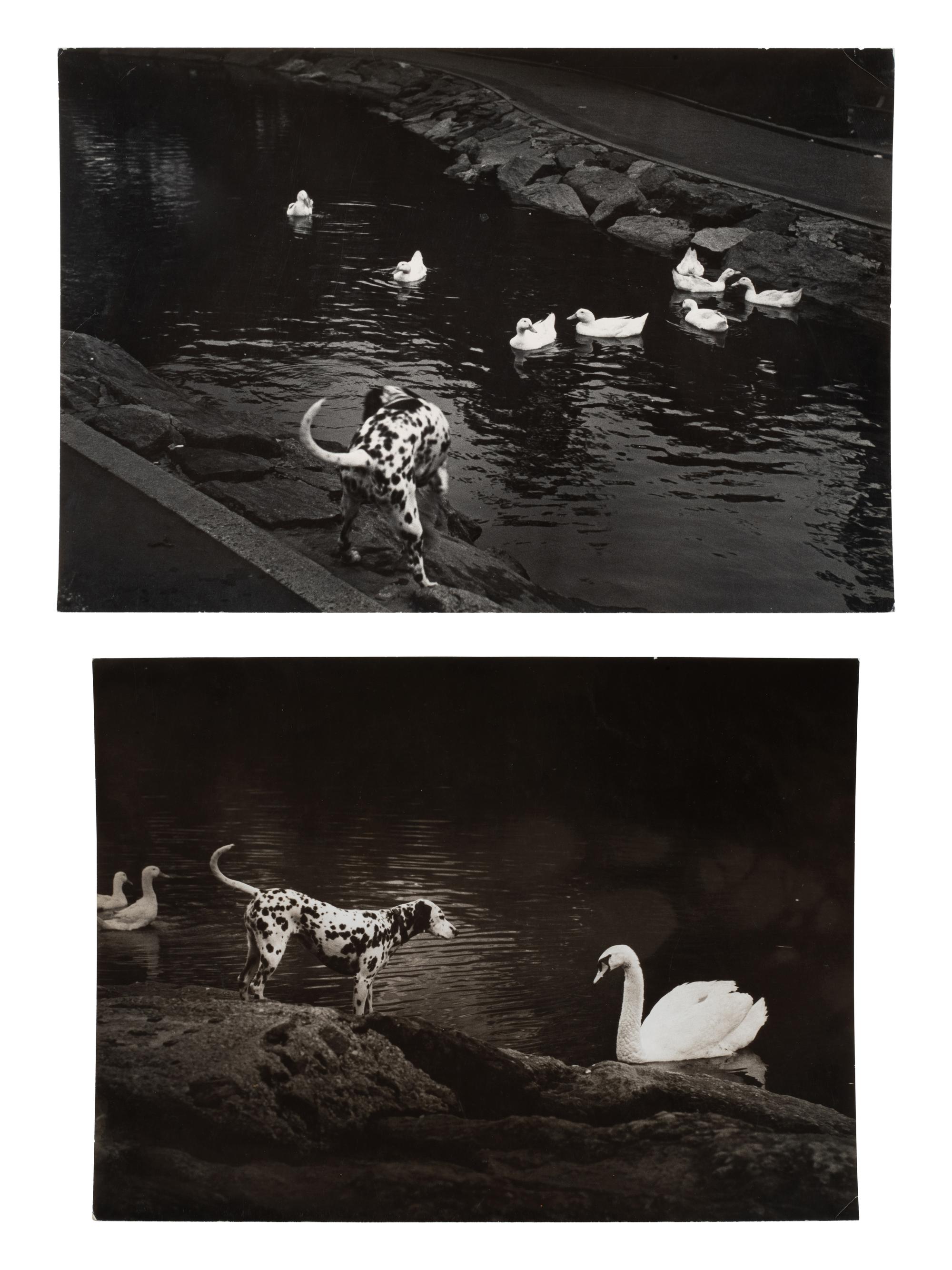A pair of works depicting a dalmation with a swan and ducks, 1958-65; printed ca. 1958-65