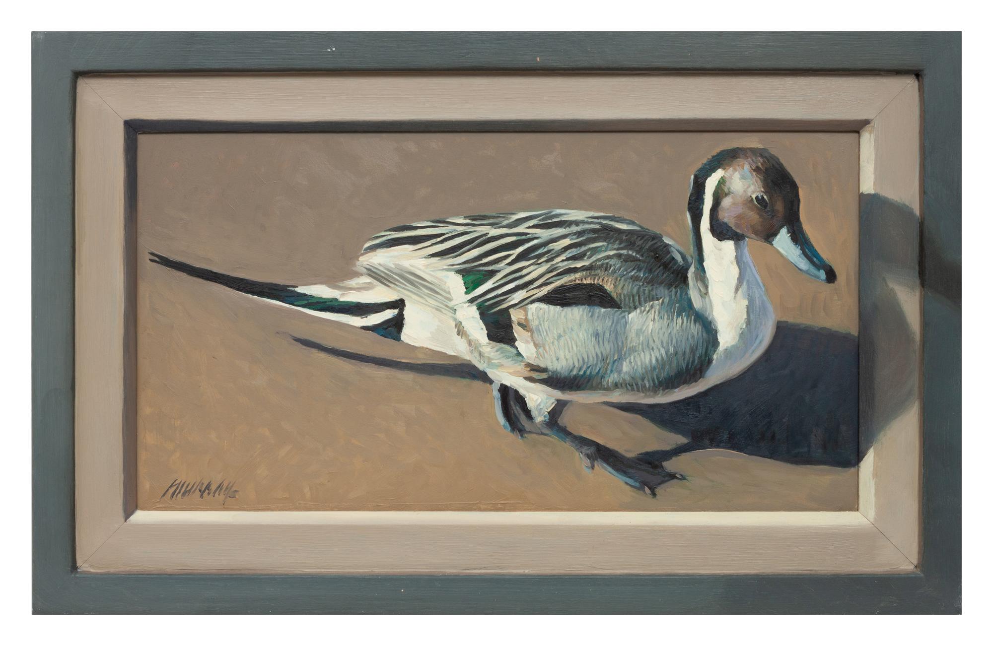 Pintail
