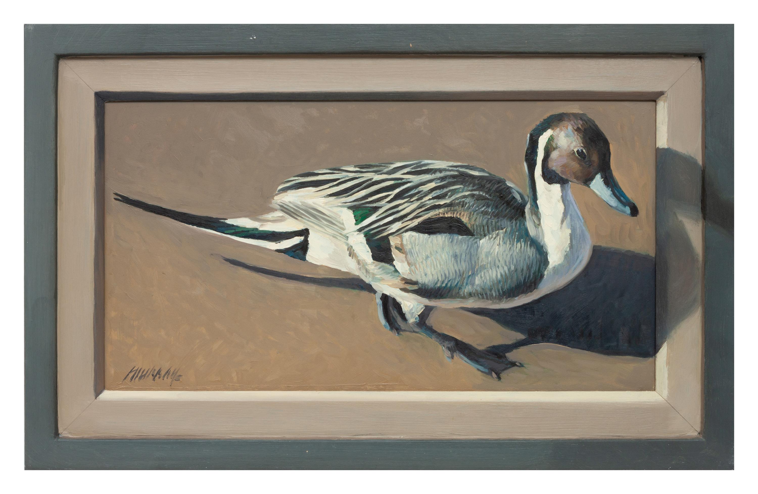 Pintail