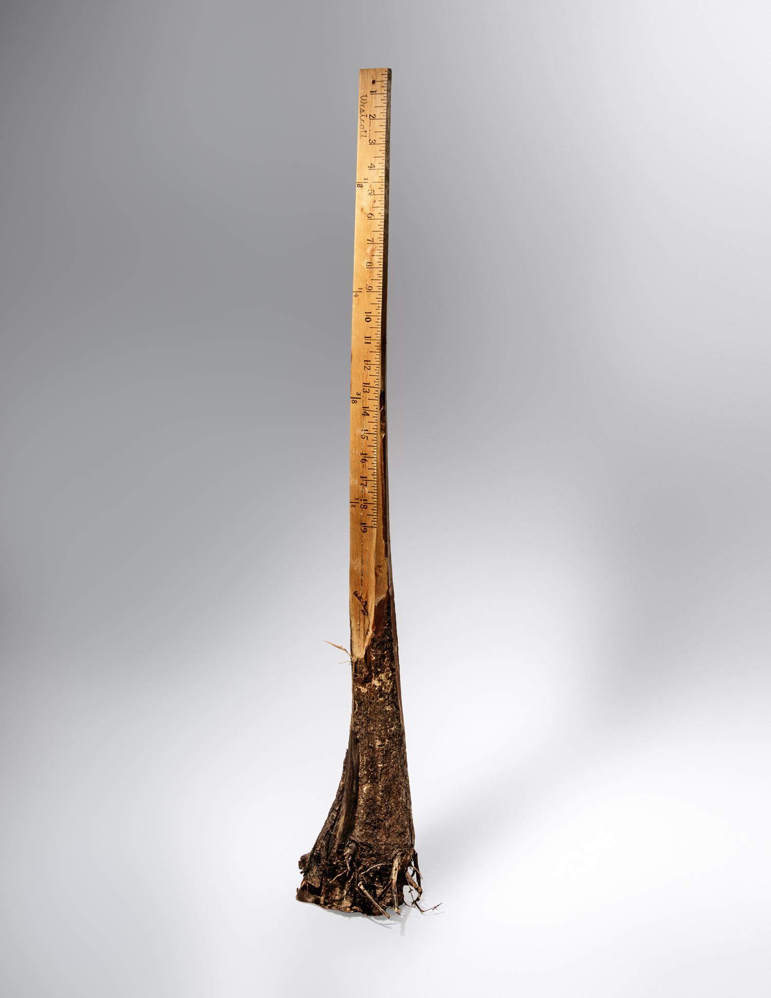 Ruler