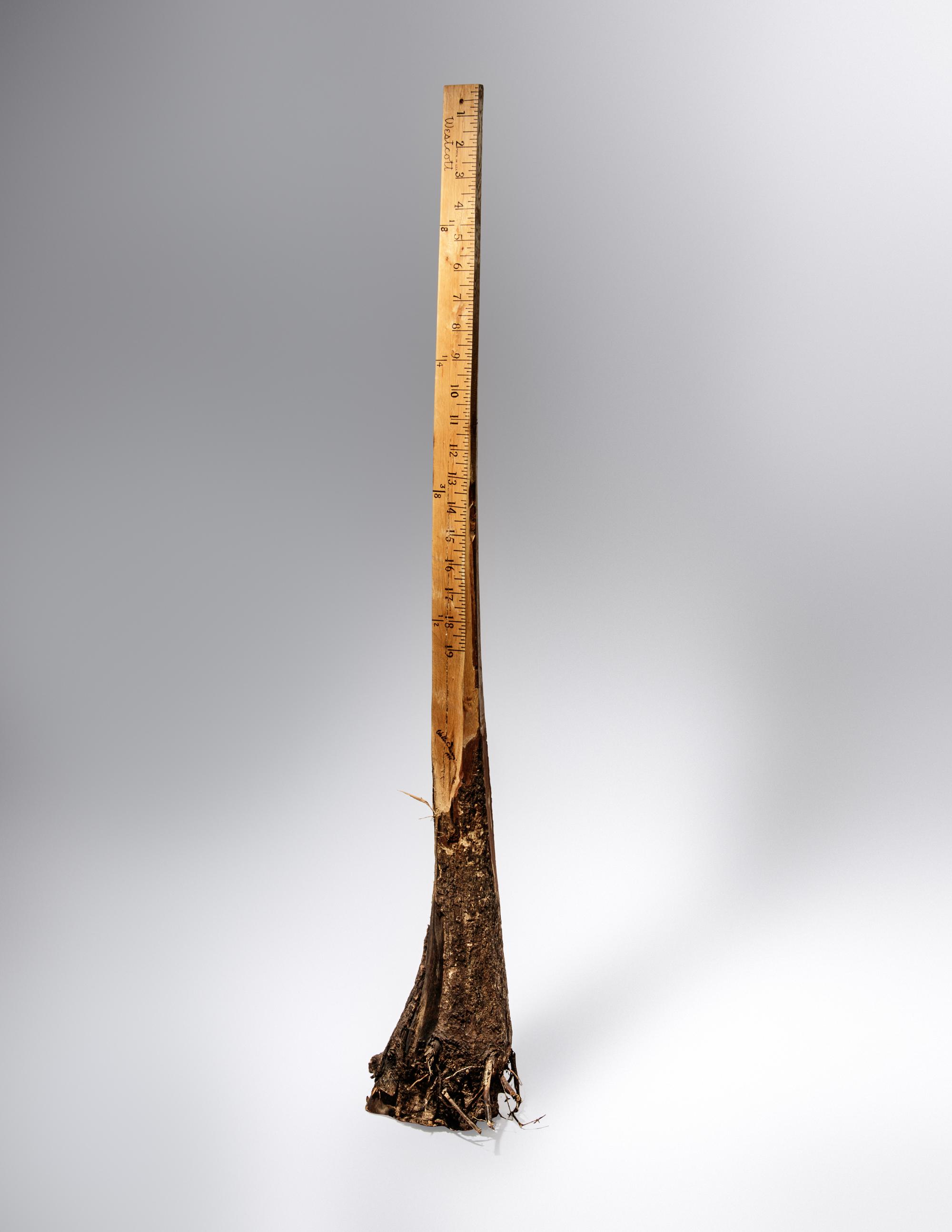 Ruler