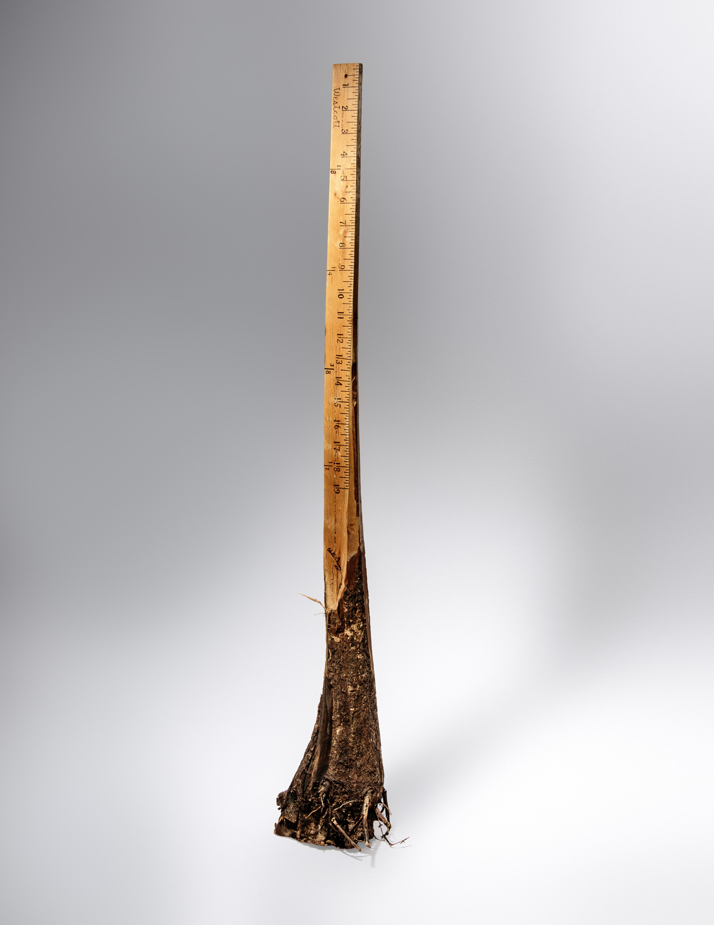 Ruler
