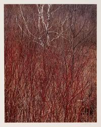 In Wildness (7 of 10 photographs)