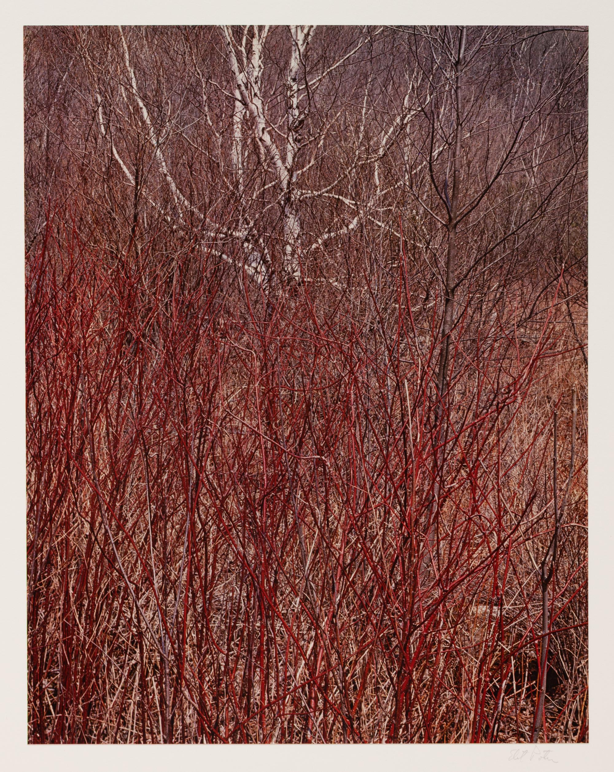 In Wildness (7 of 10 photographs)