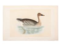 A Collection of Engravings from A History of British Birds , Rev. Francis Orpen Morris (Irish, 1810-1893)