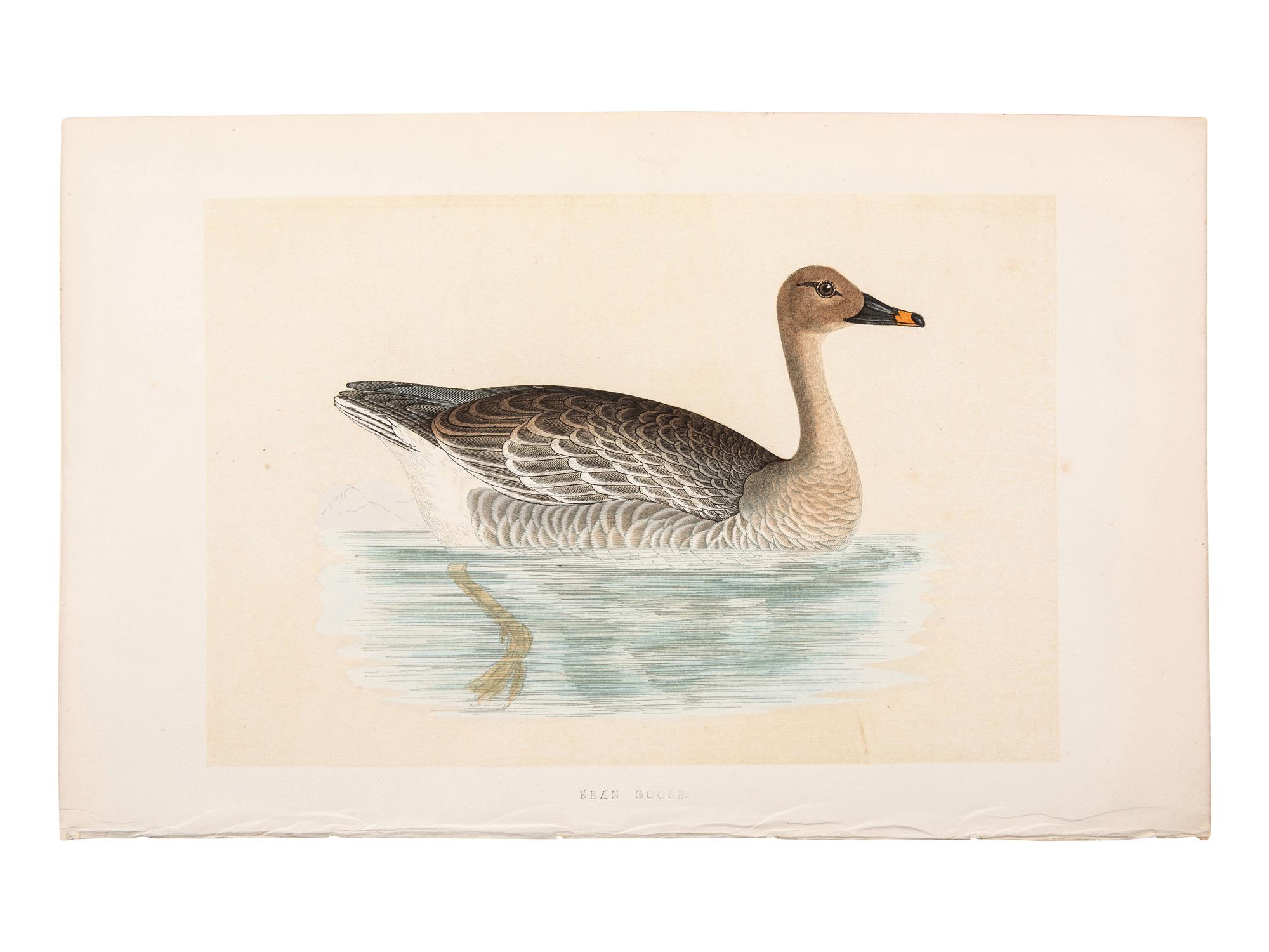 A Collection of Engravings from A History of British Birds , Rev. Francis Orpen Morris (Irish, 1810-1893)