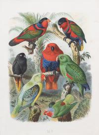 Parrots of the World by Gustav Mutzel (1878-83)