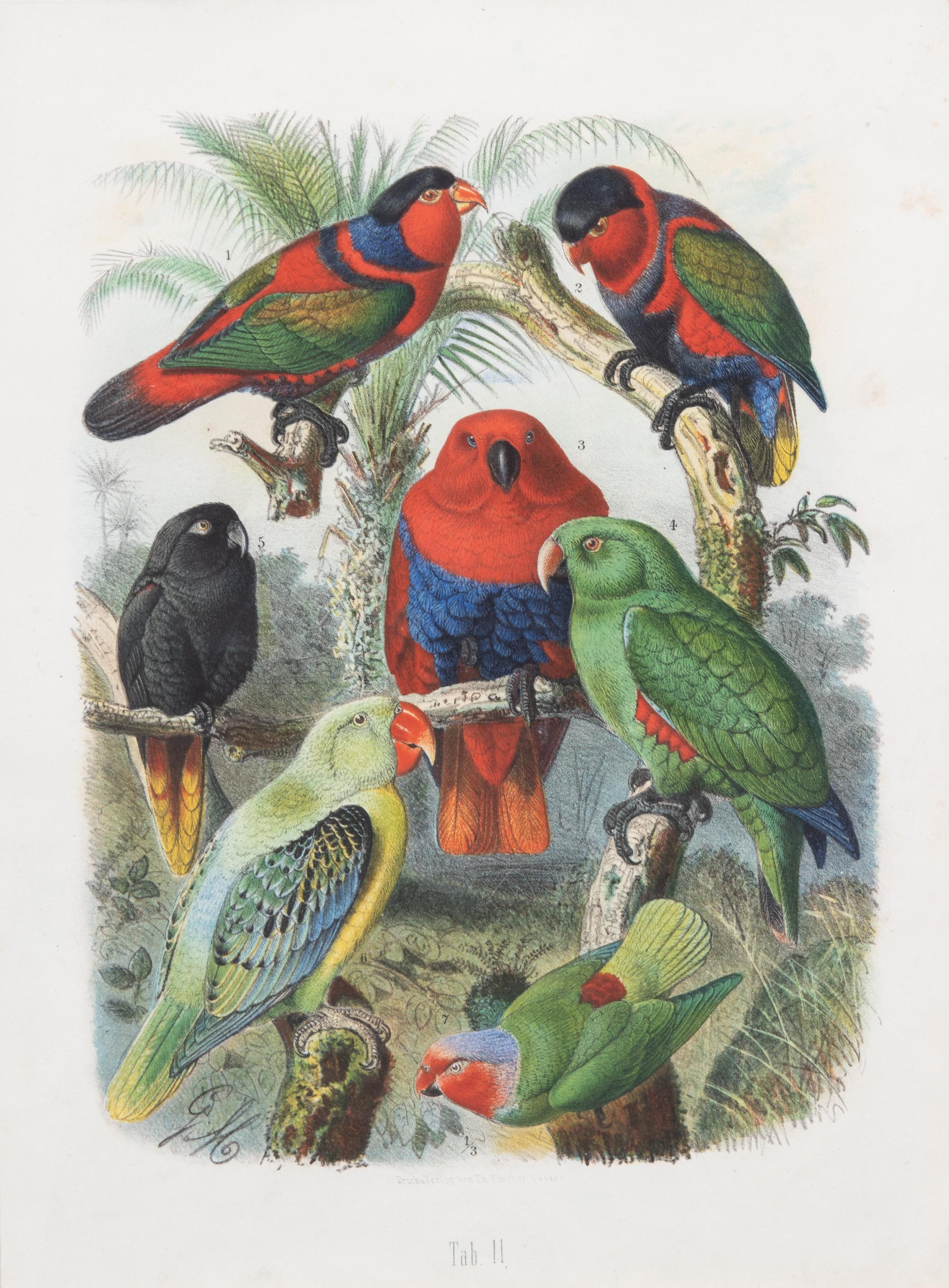 Parrots of the World by Gustav Mutzel (1878-83)