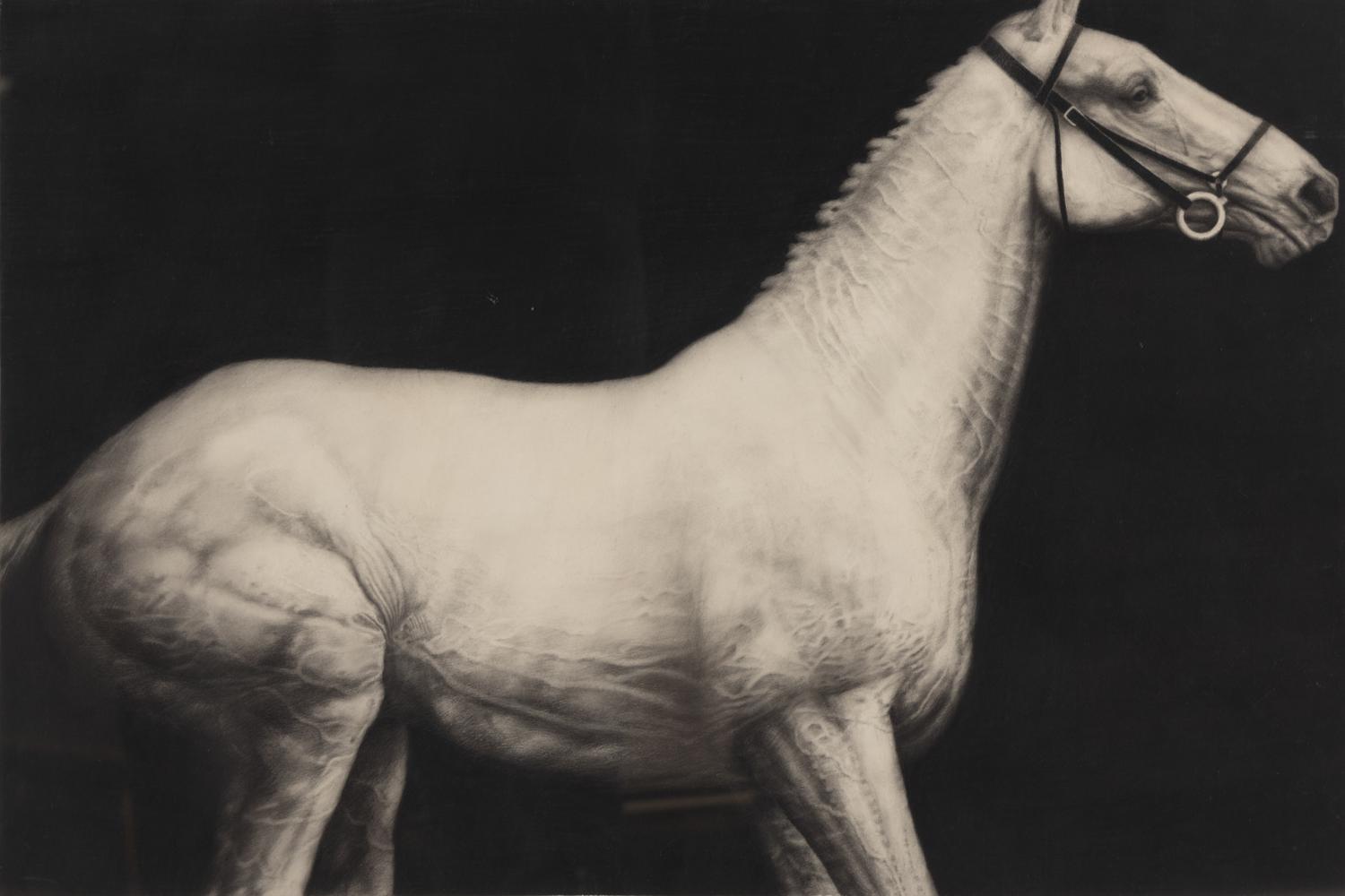 Study (Horse) , 1979