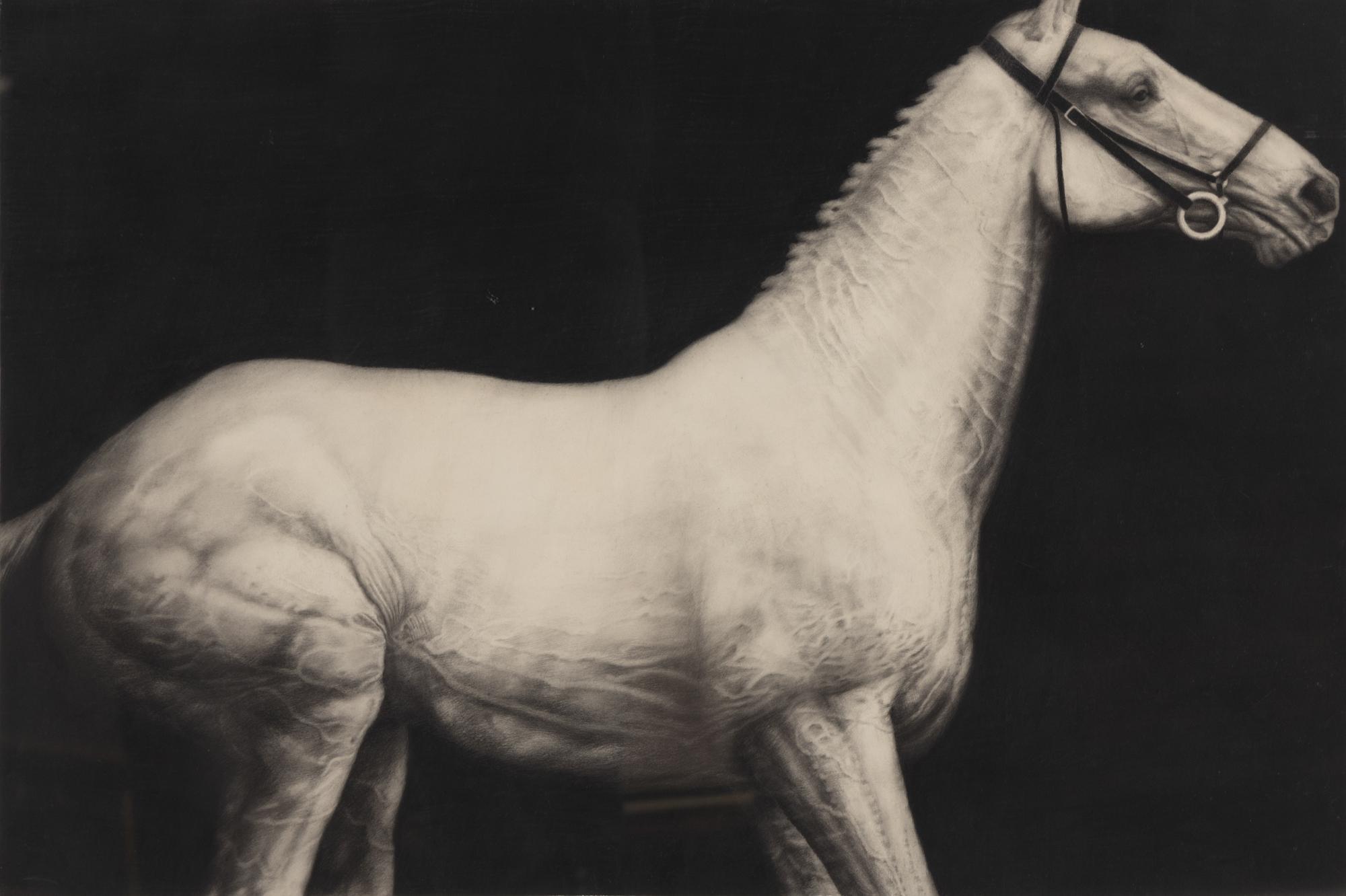 Study (Horse) , 1979