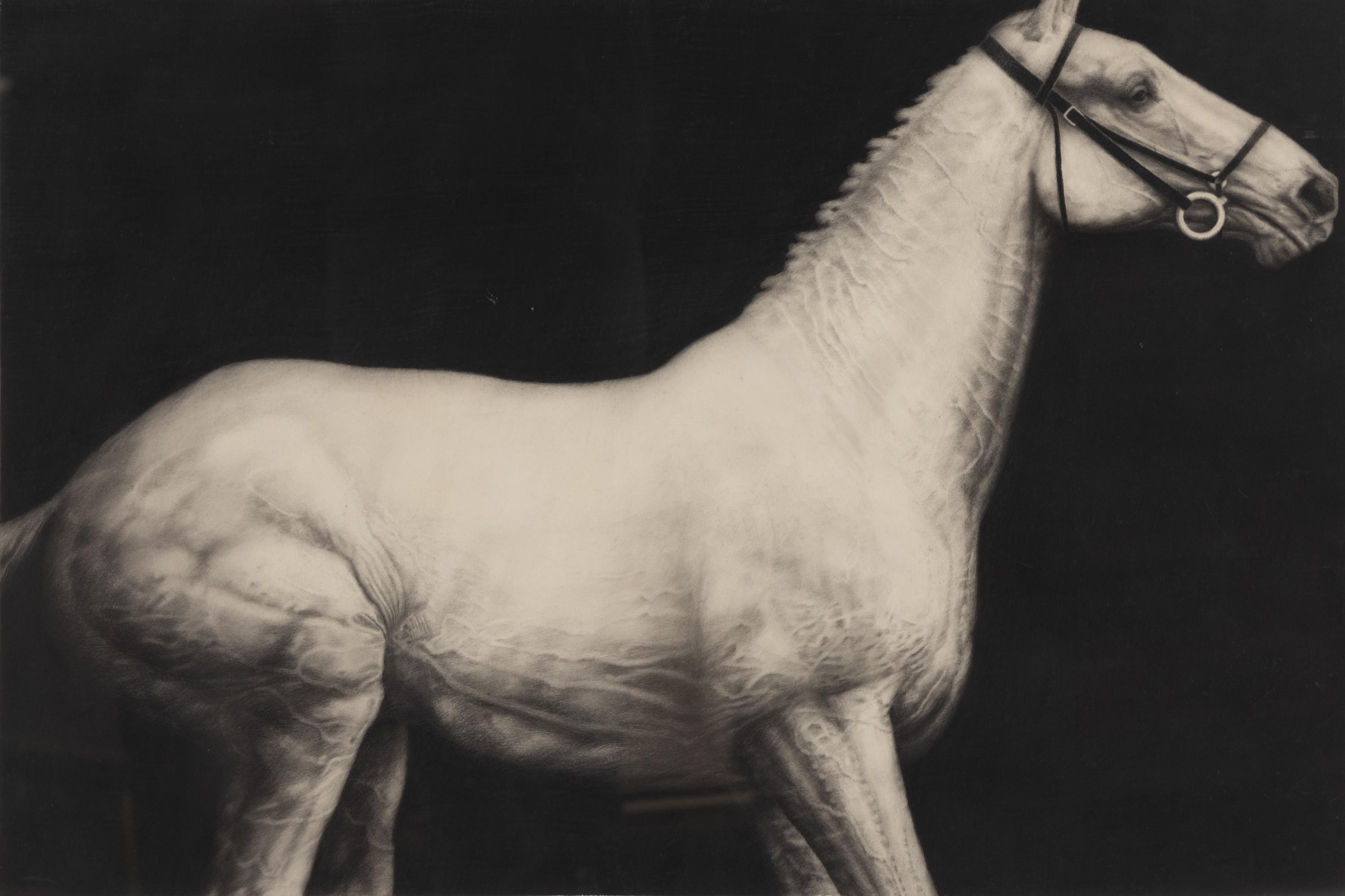 Study (Horse) , 1979
