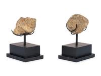A Pair of Shell Fossil Specimens